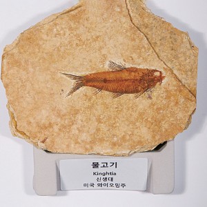 »óǰ ¼¶³×ÀÏ »óǰ ¼¶³×ÀÏ